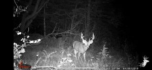 Income Producing 46 M/L Acre Whitetail Property photo