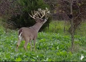 Heavily Managed Big Buck Property photo