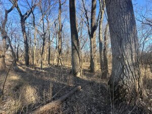 62± Acres of Prime Whitetail & Turkey Habitat with Creek & Timber photo